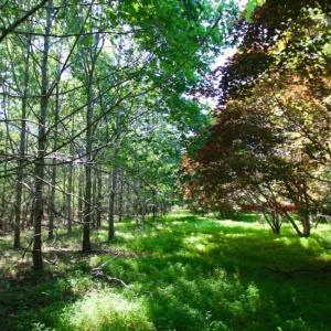 Photo of UNDER CONTRACT!  103 Acres of Hunting and Timber Land for Sale in Accomack County VA!