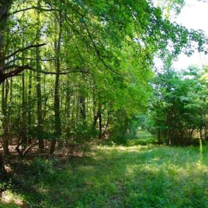 Photo of UNDER CONTRACT!  103 Acres of Hunting and Timber Land for Sale in Accomack County VA!