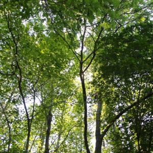 Photo of UNDER CONTRACT!  103 Acres of Hunting and Timber Land for Sale in Accomack County VA!