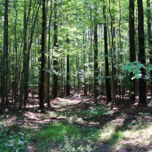 Photo of UNDER CONTRACT!  103 Acres of Hunting and Timber Land for Sale in Accomack County VA!