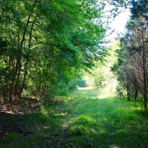 Photo of UNDER CONTRACT!  103 Acres of Hunting and Timber Land for Sale in Accomack County VA!