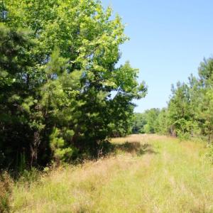Photo of UNDER CONTRACT!  103 Acres of Hunting and Timber Land for Sale in Accomack County VA!