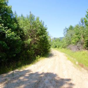 Photo of UNDER CONTRACT!  103 Acres of Hunting and Timber Land for Sale in Accomack County VA!