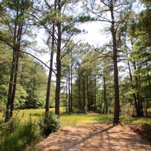 Photo of UNDER CONTRACT!  103 Acres of Hunting and Timber Land for Sale in Accomack County VA!