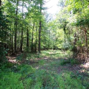 Photo of UNDER CONTRACT!  103 Acres of Hunting and Timber Land for Sale in Accomack County VA!