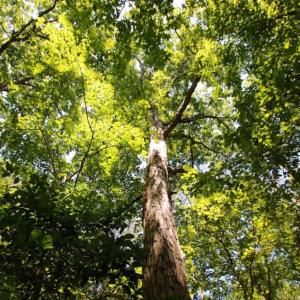 Photo of UNDER CONTRACT!  103 Acres of Hunting and Timber Land for Sale in Accomack County VA!