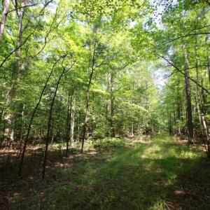 Photo of UNDER CONTRACT!  103 Acres of Hunting and Timber Land for Sale in Accomack County VA!