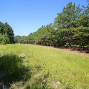 Photo of UNDER CONTRACT!  103 Acres of Hunting and Timber Land for Sale in Accomack County VA!