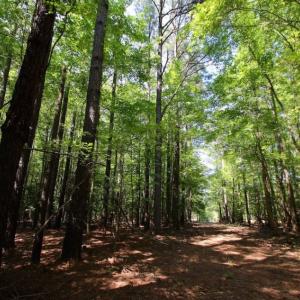 Photo of UNDER CONTRACT!  103 Acres of Hunting and Timber Land for Sale in Accomack County VA!