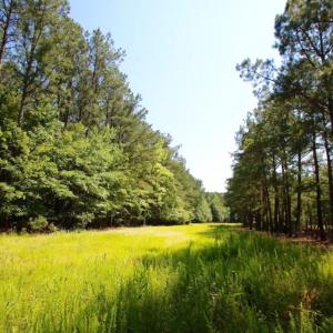 Photo of UNDER CONTRACT!  103 Acres of Hunting and Timber Land for Sale in Accomack County VA!