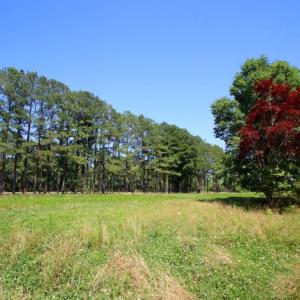 Photo of UNDER CONTRACT!  103 Acres of Hunting and Timber Land for Sale in Accomack County VA!