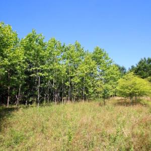Photo of UNDER CONTRACT!  103 Acres of Hunting and Timber Land for Sale in Accomack County VA!