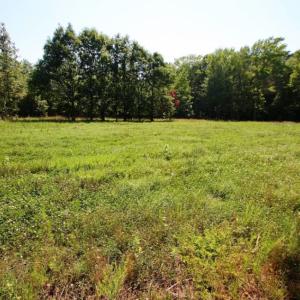 Photo of UNDER CONTRACT!  103 Acres of Hunting and Timber Land for Sale in Accomack County VA!