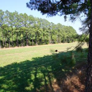 Photo of UNDER CONTRACT!  103 Acres of Hunting and Timber Land for Sale in Accomack County VA!