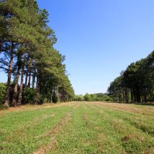 Photo of UNDER CONTRACT!  103 Acres of Hunting and Timber Land for Sale in Accomack County VA!