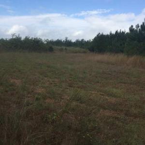 Photo of UNDER CONTRACT!  215 Acres of Prime Hunting Land For Sale in Robeson County NC!