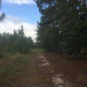 Photo of UNDER CONTRACT!  215 Acres of Prime Hunting Land For Sale in Robeson County NC!