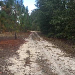 Photo of UNDER CONTRACT!  215 Acres of Prime Hunting Land For Sale in Robeson County NC!
