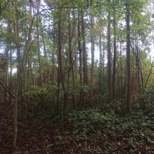 Photo of UNDER CONTRACT!  215 Acres of Prime Hunting Land For Sale in Robeson County NC!