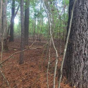 Photo of UNDER CONTRACT!  215 Acres of Prime Hunting Land For Sale in Robeson County NC!