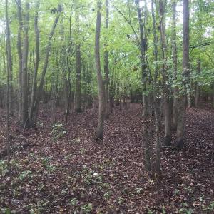 Photo of UNDER CONTRACT!  215 Acres of Prime Hunting Land For Sale in Robeson County NC!