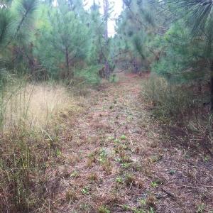 Photo of UNDER CONTRACT!  215 Acres of Prime Hunting Land For Sale in Robeson County NC!