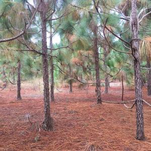 Photo of UNDER CONTRACT!  215 Acres of Prime Hunting Land For Sale in Robeson County NC!