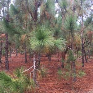 Photo of UNDER CONTRACT!  215 Acres of Prime Hunting Land For Sale in Robeson County NC!