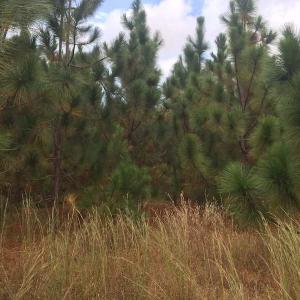 Photo of UNDER CONTRACT!  215 Acres of Prime Hunting Land For Sale in Robeson County NC!