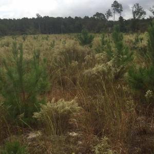 Photo of UNDER CONTRACT!  215 Acres of Prime Hunting Land For Sale in Robeson County NC!
