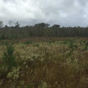 Photo of UNDER CONTRACT!  215 Acres of Prime Hunting Land For Sale in Robeson County NC!