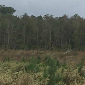 Photo of UNDER CONTRACT!  215 Acres of Prime Hunting Land For Sale in Robeson County NC!