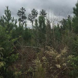 Photo of UNDER CONTRACT!  215 Acres of Prime Hunting Land For Sale in Robeson County NC!