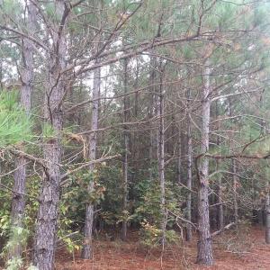 Photo of UNDER CONTRACT!  215 Acres of Prime Hunting Land For Sale in Robeson County NC!