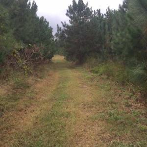 Photo of UNDER CONTRACT!  215 Acres of Prime Hunting Land For Sale in Robeson County NC!