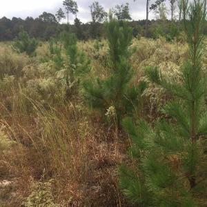 Photo of UNDER CONTRACT!  215 Acres of Prime Hunting Land For Sale in Robeson County NC!