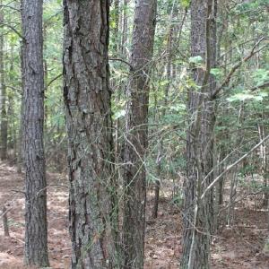 Photo of UNDER CONTRACT!  29 Acres of Residential Farm and Hunting Land For Sale in King and Queen County VA!