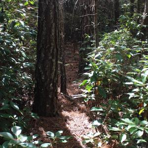 Photo of UNDER CONTRACT!  29 Acres of Residential Farm and Hunting Land For Sale in King and Queen County VA!