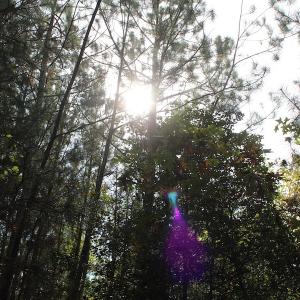 Photo of UNDER CONTRACT!  29 Acres of Residential Farm and Hunting Land For Sale in King and Queen County VA!
