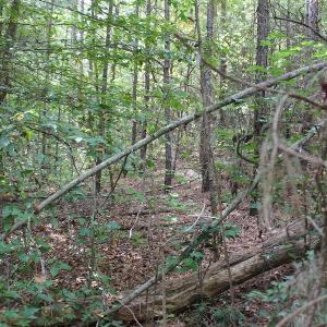 Photo of UNDER CONTRACT!  29 Acres of Residential Farm and Hunting Land For Sale in King and Queen County VA!