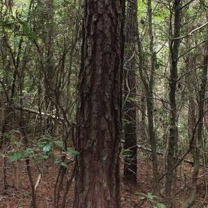 Photo of UNDER CONTRACT!  29 Acres of Residential Farm and Hunting Land For Sale in King and Queen County VA!
