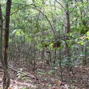Photo of UNDER CONTRACT!  29 Acres of Residential Farm and Hunting Land For Sale in King and Queen County VA!