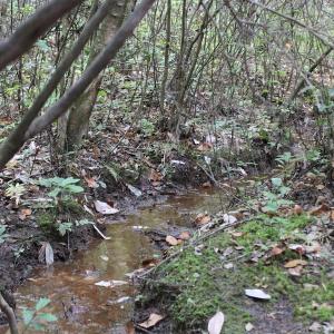 Photo of UNDER CONTRACT!  29 Acres of Residential Farm and Hunting Land For Sale in King and Queen County VA!