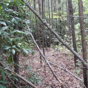 Photo of UNDER CONTRACT!  29 Acres of Residential Farm and Hunting Land For Sale in King and Queen County VA!