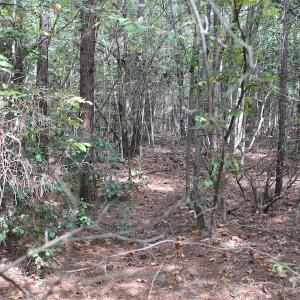 Photo of UNDER CONTRACT!  29 Acres of Residential Farm and Hunting Land For Sale in King and Queen County VA!