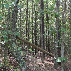 Photo of UNDER CONTRACT!  29 Acres of Residential Farm and Hunting Land For Sale in King and Queen County VA!