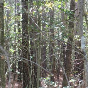 Photo of UNDER CONTRACT!  29 Acres of Residential Farm and Hunting Land For Sale in King and Queen County VA!