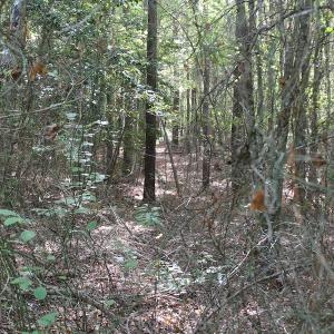 Photo of UNDER CONTRACT!  29 Acres of Residential Farm and Hunting Land For Sale in King and Queen County VA!