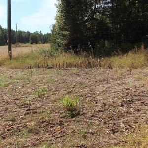 Photo of UNDER CONTRACT!  29 Acres of Residential Farm and Hunting Land For Sale in King and Queen County VA!