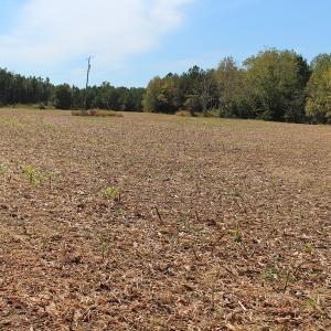 Photo of UNDER CONTRACT!  29 Acres of Residential Farm and Hunting Land For Sale in King and Queen County VA!